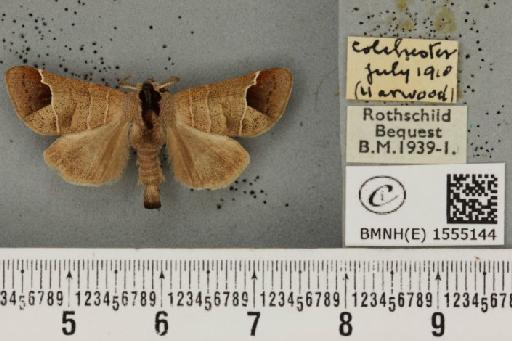 Clostera curtula ab. brunnescens Lempke, 1937 - BMNHE_1555144_249592