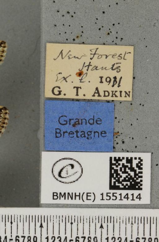 Polyploca ridens (Fabricius, 1787) - BMNHE_1551414_label_238737