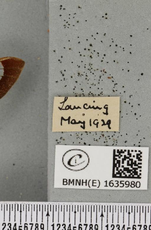 Hemaris fuciformis (Linnaeus, 1758) - BMNHE_1635980_label_205652