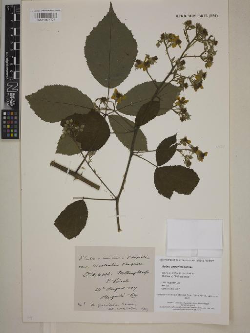 Rubus genevierii Boreau - 013834724