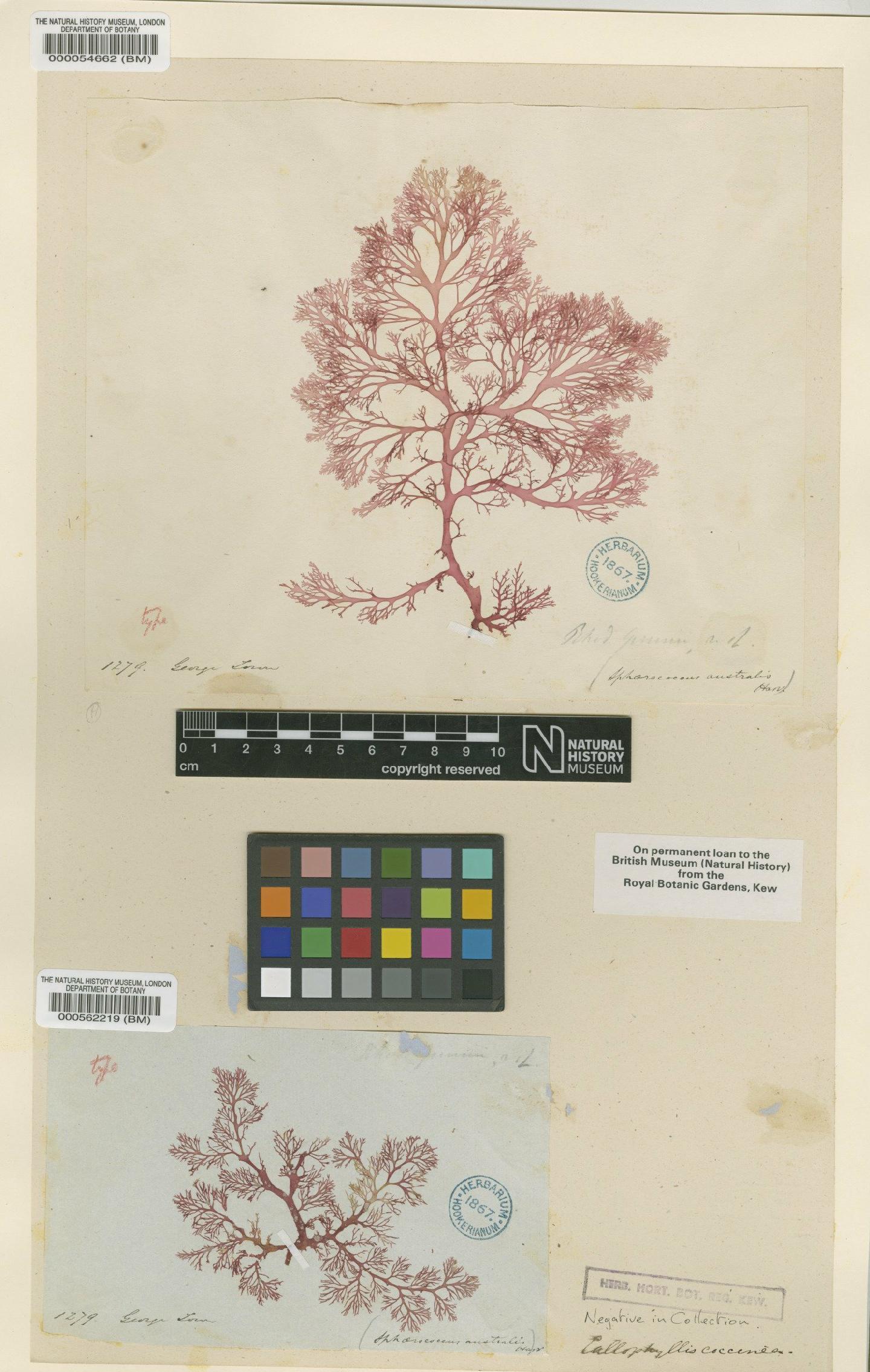 To NHMUK collection (Callophyllis rangiferina (R.Br. ex Turner) Womersley; Type; NHMUK:ecatalogue:4784991)