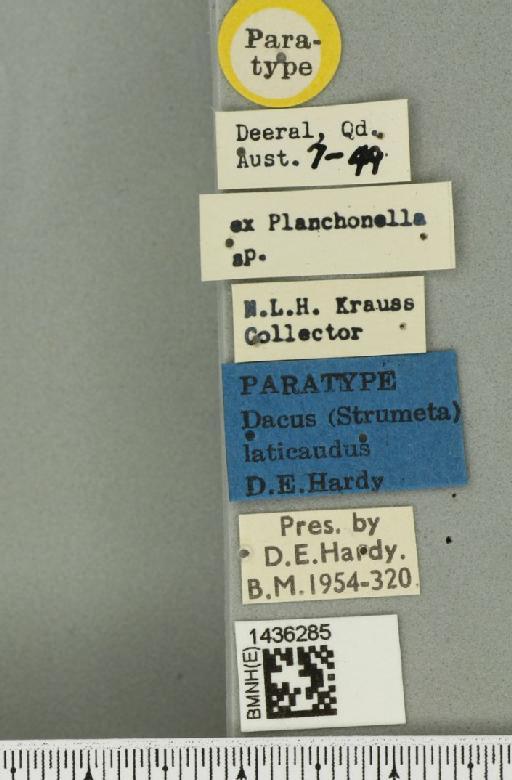 Bactrocera (Bactrocera) laticauda (Hardy, 1950) - BMNHE_1436285_label_32486