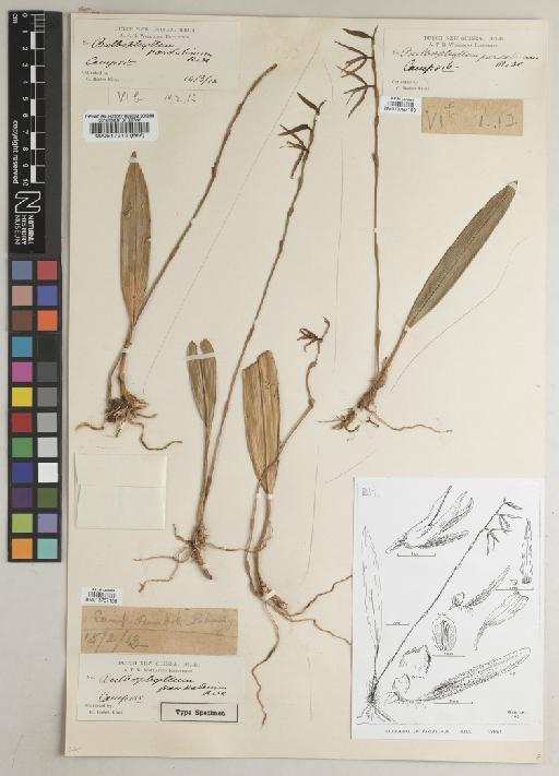 Bulbophyllum pardalinum Ridl. - BM013767109