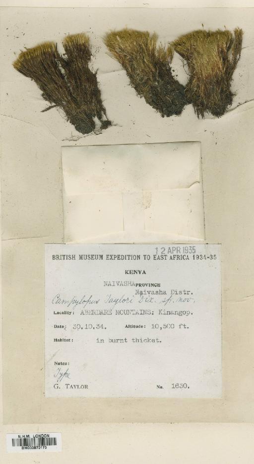 Campylopus nivalis (Brid.) Brid. - BM000870173