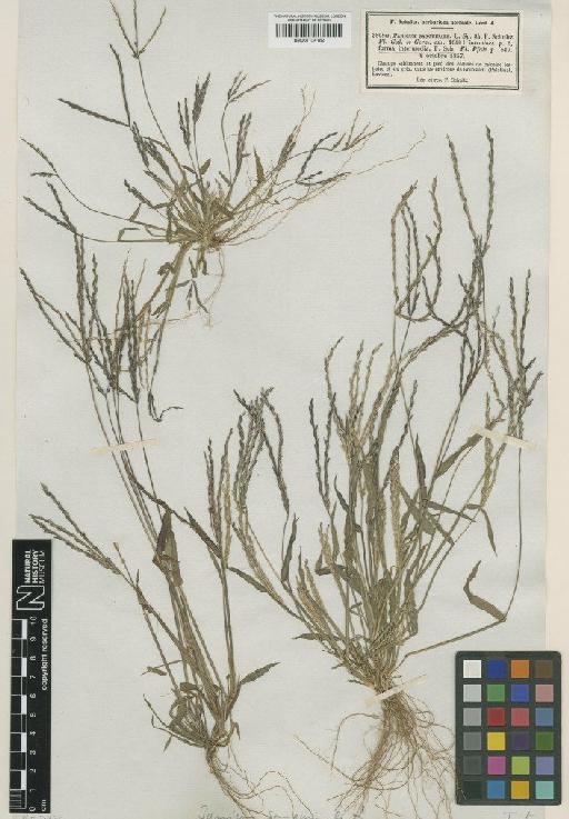 Digitaria sanguinalis (L.) Scop. - BM001134182