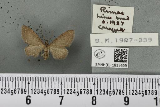 Eupithecia valerianata (Hübner, 1813) - BMNHE_1813609_391508