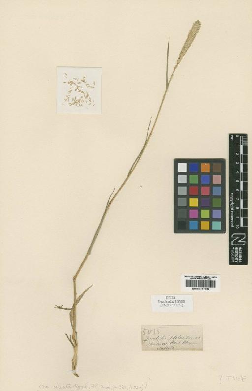 Eragrostis ciliata (Roxb.) Nees - BM000797909