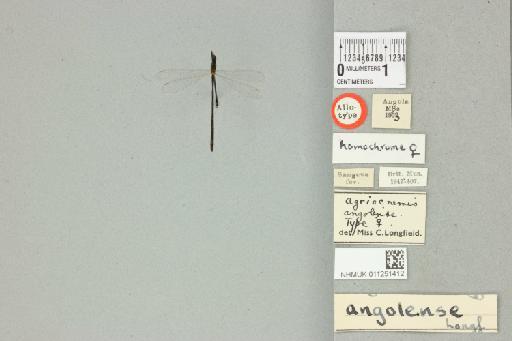 Agriocnemis angolensis Longfield, 1947 - 011251412_dorsal