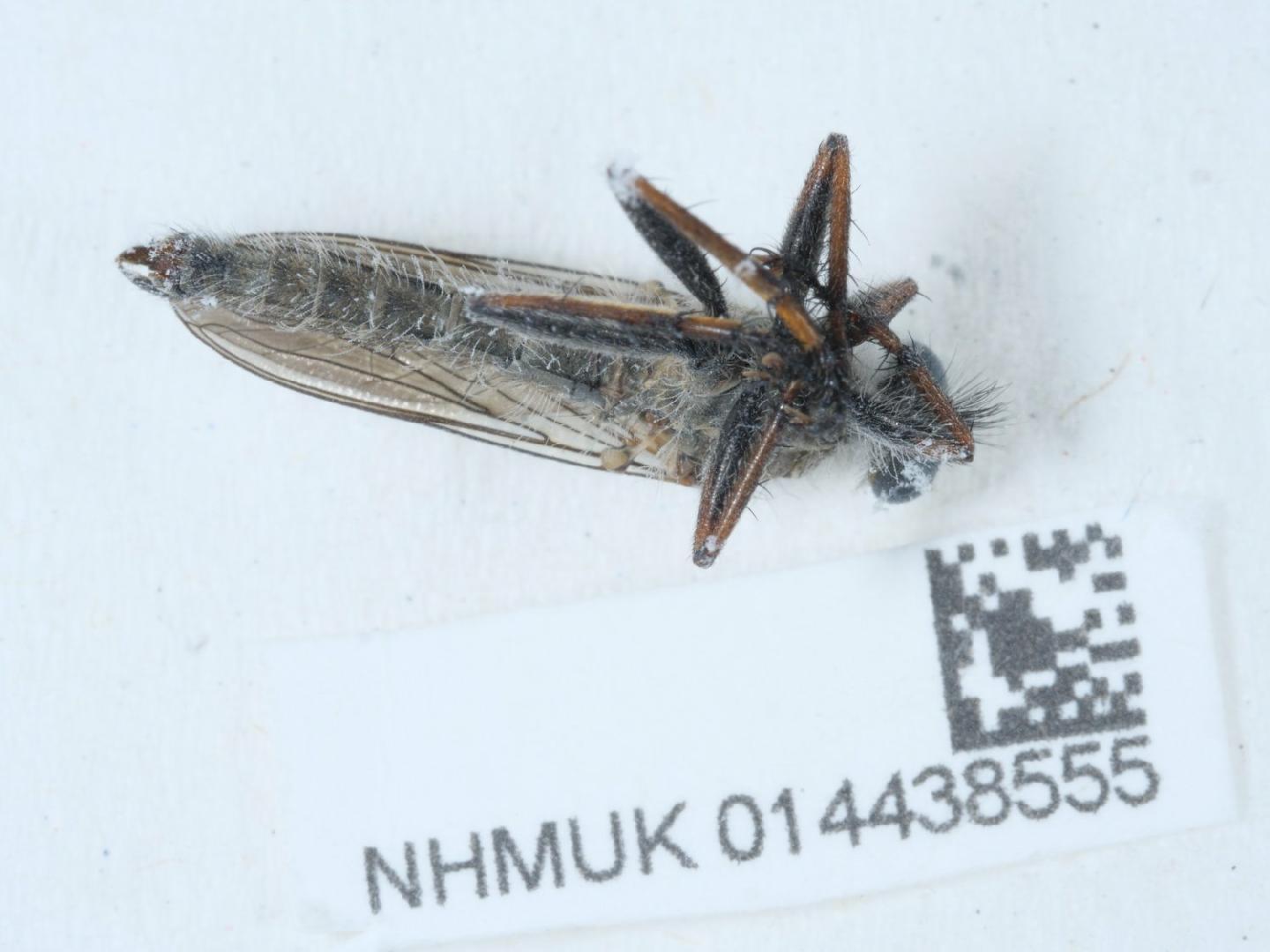 Machimus atricapillus thumbnail