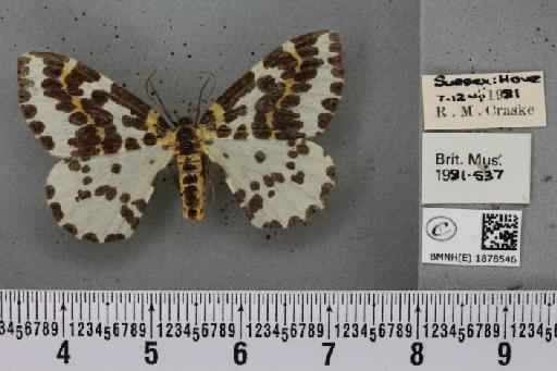 Abraxas grossulariata (Linnaeus, 1758) - BMNHE_1878546_437586