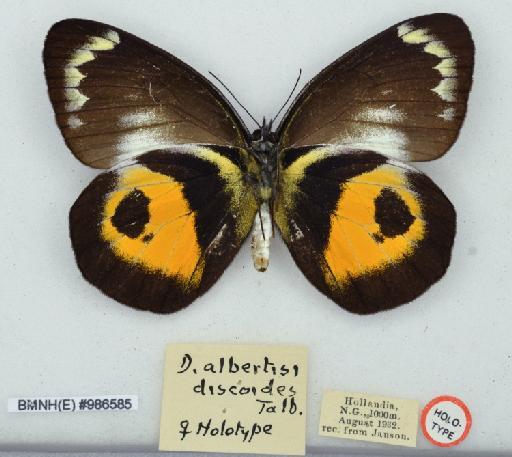 Delias albertisi discoides Talbot - BMNH(E)986585_Delias albertisi discoides_Talb