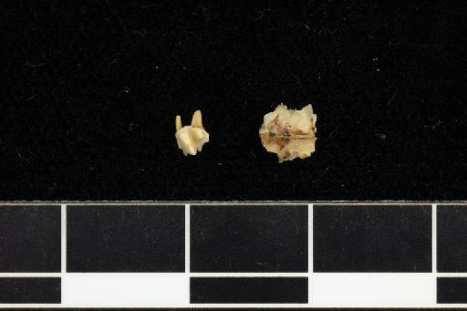 Rhinolophus nobilis Horsfield, 1823 - 1879_11_21_83-Rhinolophus_nobilis-Syntype-Skull-fragments