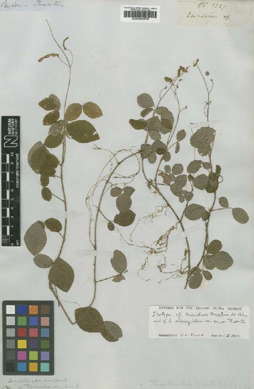 Desmodium adscendens (Sw.) DC. - BM000946766