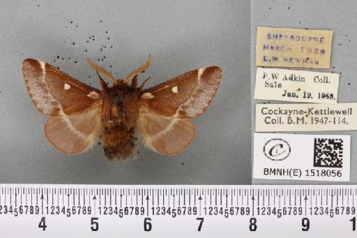 Eriogaster lanestris (Linnaeus, 1758) - BMNHE_1518056_191682