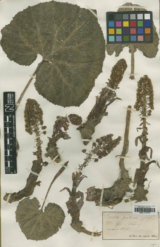 Petasites hybridus (L.) G.Gaertn., B.Mey. & Scherb. - BM001025936