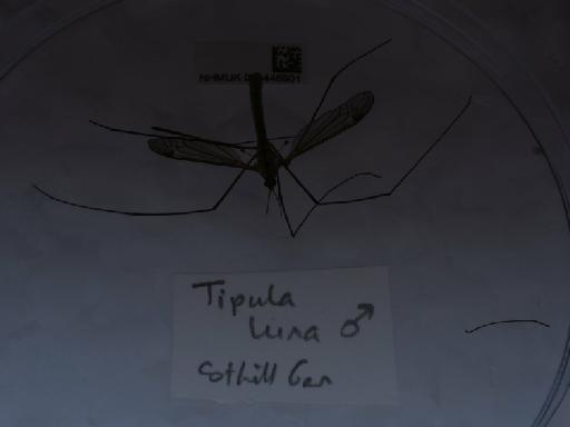 Tipula (Acutipula) luna Westhoff, 1879 - 014446901_1