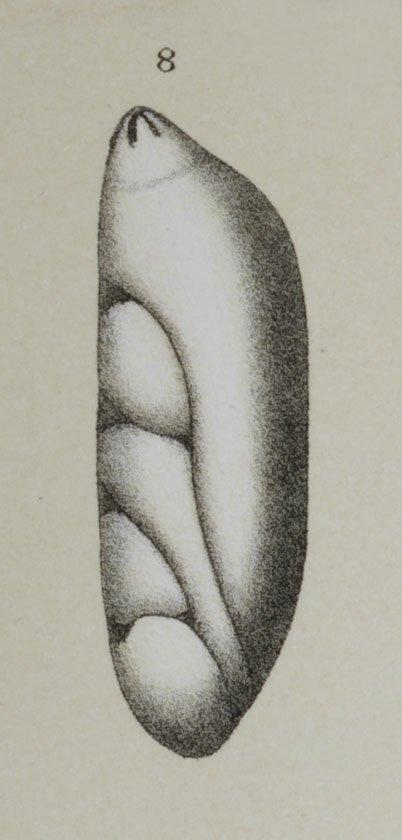 Cristellaria Lamarck Sensu Stricto Stache, 1865 - ZF1348_67_8_Astacolus_pacificus.jpg