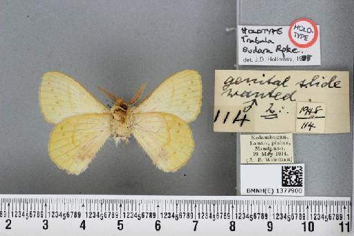 Trabala sudara Roepke, 1951 - BMNH(E) 1377900 Trabala sudara male ST ventral and labels