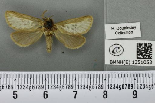 Korscheltellus lupulina (Linnaeus, 1758) - BMNHE_1351052_186421