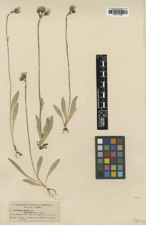 Hieracium blyttianum subsp. cochleatiforme Dahlst. - BM001047452