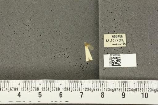 Megatrioza vitiensis Kirkaldy, 1907 - BMNHE_1270495_7661