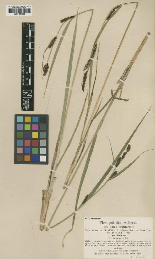 Carex acutiformis Ehrh. - BM001067092