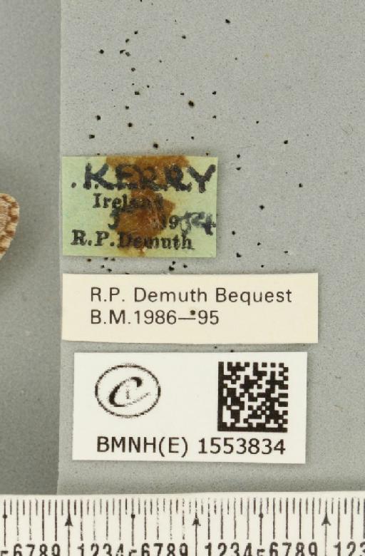 Drymonia ruficornis (Hufnagel, 1766) - BMNHE_1553834_label_243891