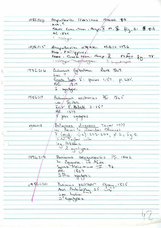 Bulimus cyclostoma Reeve, 1849 - Zoology Accessions Register: Mollusca: 1986 - 1993: page 42