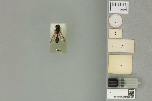 Valdiviomyia darwini (Shannon, 1927) - 010369567__labels_ventral