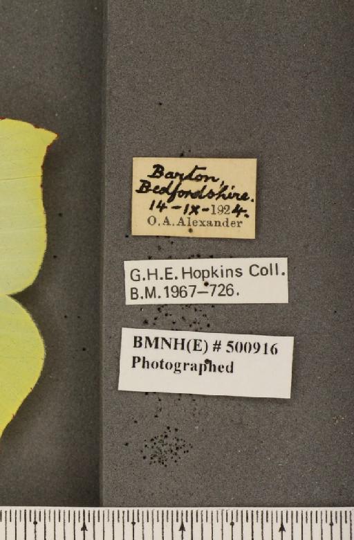 Gonepteryx rhamni rhamni ab. flavescens Lempke, 1936 - BMNHE_500916_label_64700