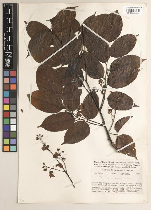 Pterocarpus indicus f. indicus - BM013406686