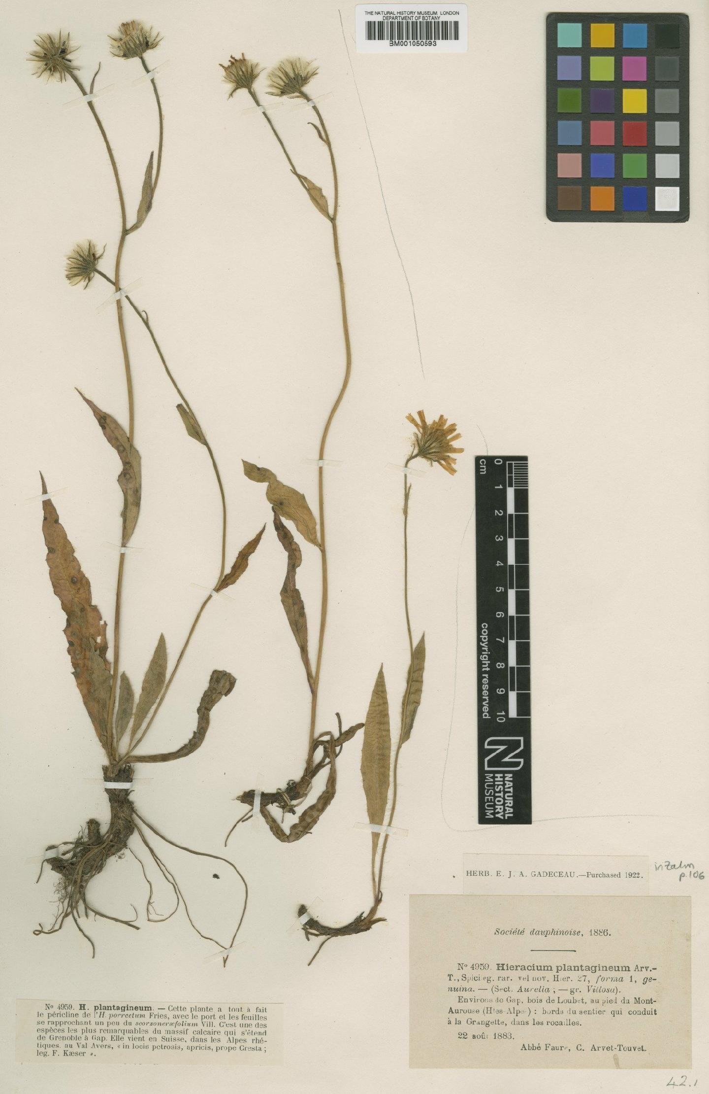 To NHMUK collection (Hieracium plantagineum (Arv.-Touv.) Arv.-Touv.; TYPE; NHMUK:ecatalogue:2396278)