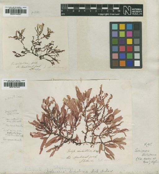 Schizoseris dichotoma (Hook.f. & Harv.) Kylin - BM001043888