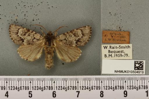 Acronicta menyanthidis scotica (Tutt, 1891) - NHMUK_010504919_562284