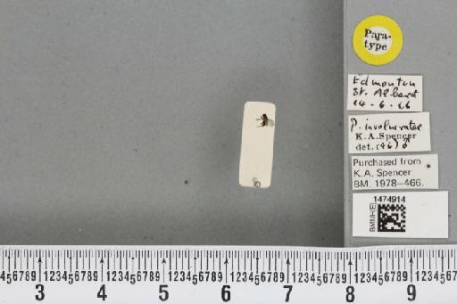 Chromatomyia involucratae (Spencer, 1969) - BMNHE_1474914_48413