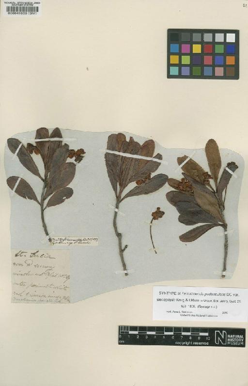 Ternstroemia peduncularis var. stenophylla Krug & Urb. - BM000041885
