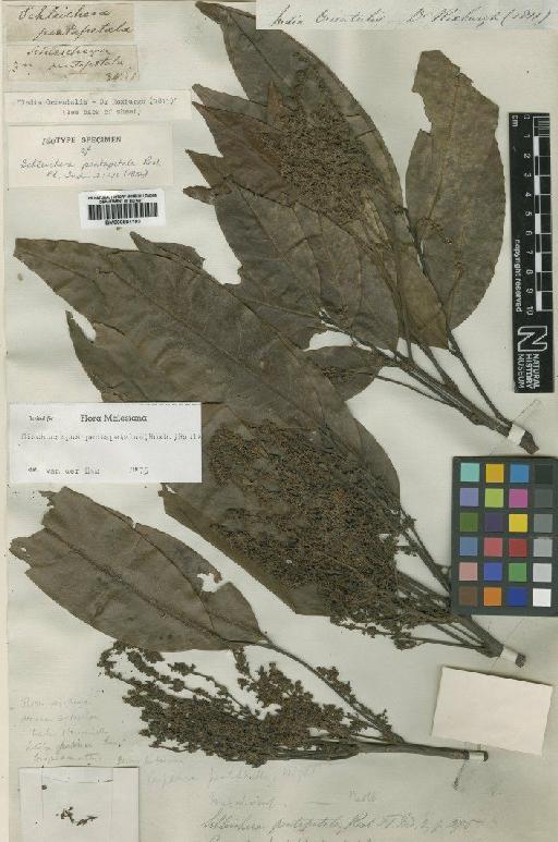 Mischocarpus pentapetalus (Roxb.) Radlk. - BM000884193