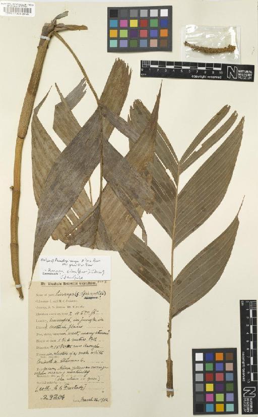 Pinanga pilosa (Burret) J.Dransf. - BM000517223