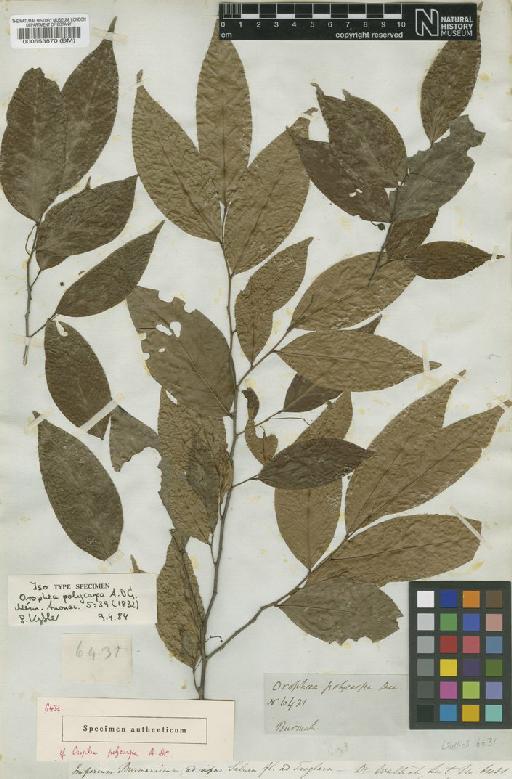 Orophea polycarpa A.DC. - BM000553870