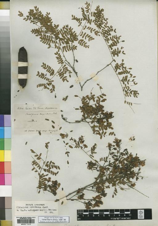 Caesalpinia corymbosa Benth. - Spruce - BM000778436