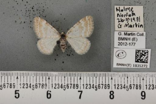 Perizoma albulata albulata (Denis & Schiffermüller, 1775) - BMNHE_1835272_397461