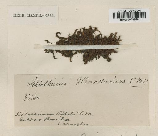 Schlotheimia henscheniana Müll.Hal. - BM000873256