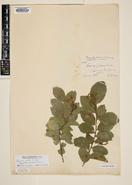 Grewia similis Schum - 000546661