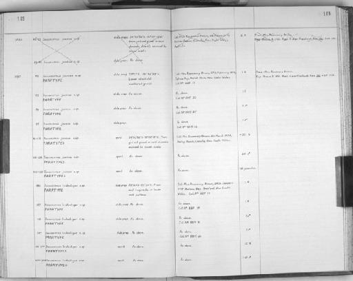 Saccocirrus tridentiger Brown, 1981 - Zoology Accessions Register: Polychaeta: 1967 - 1989: page 149