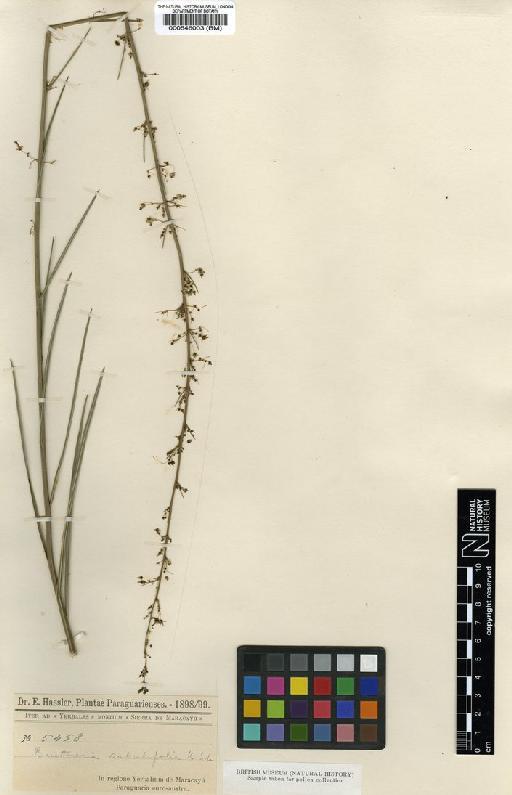 Byttneria stenophylla - BM000546003