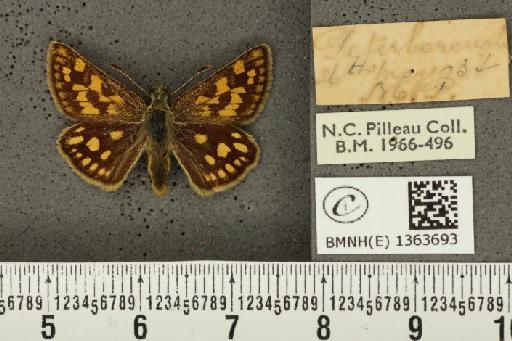 Carterocephalus palaemon (Pallas, 1771) - BMNHE_1363693_175859