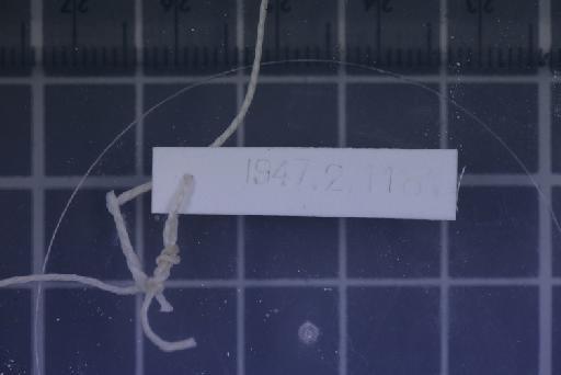 Microhyla superciliaris Parker, 1928 - 1947.2.11.81-pic4