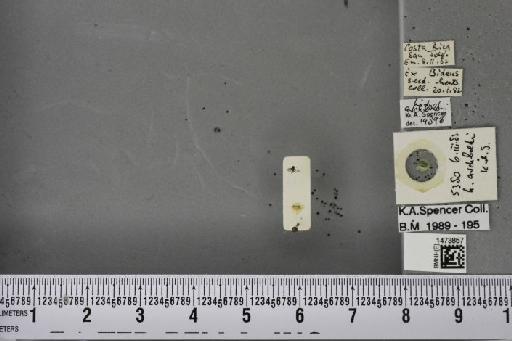 Liriomyza archboldi Frost, 1962 - BMNHE_1473857_48988