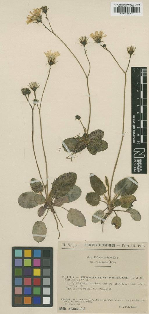 Hieracium praecox subsp. glaucinum Jord. - BM001050821