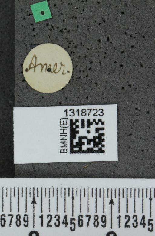 Systena basalis Jacquelin du Val, 1857 - BMNHE_1318723_label_26156